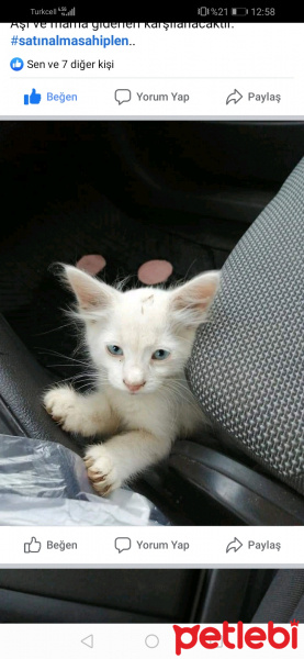 Soke, Kedi  Pamuk fotoğrafı