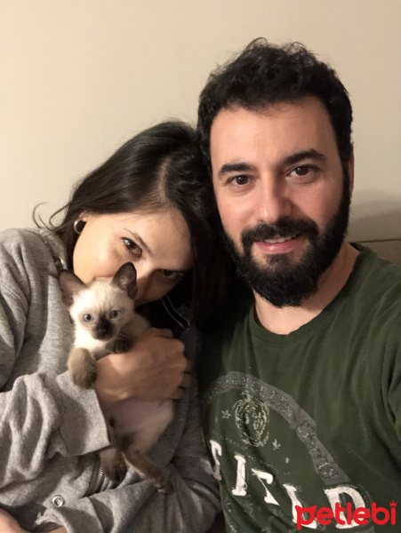 Siyam Kedisi, Kedi  Luna fotoğrafı