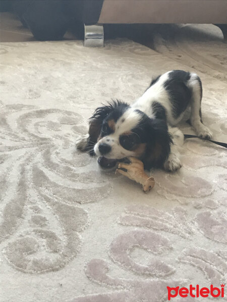 Cavalier King Charles Spanieli, Köpek  Mia fotoğrafı