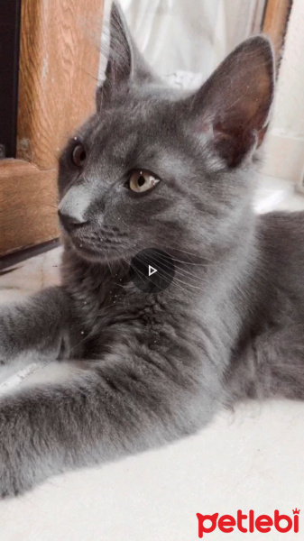 Mavi Rus, Kedi  Luna fotoğrafı