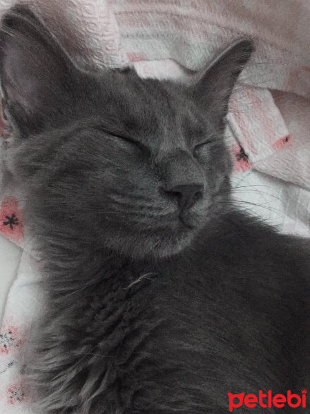 Mavi Rus, Kedi  Luna fotoğrafı