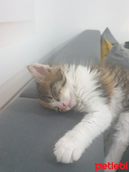 Tekir Kedi, Kedi  LOKUM fotoğrafı