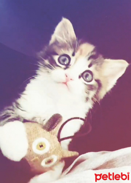 Tekir Kedi, Kedi  LOKUM fotoğrafı