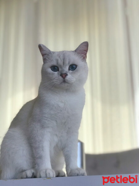 British Shorthair, Kedi  Arthur fotoğrafı