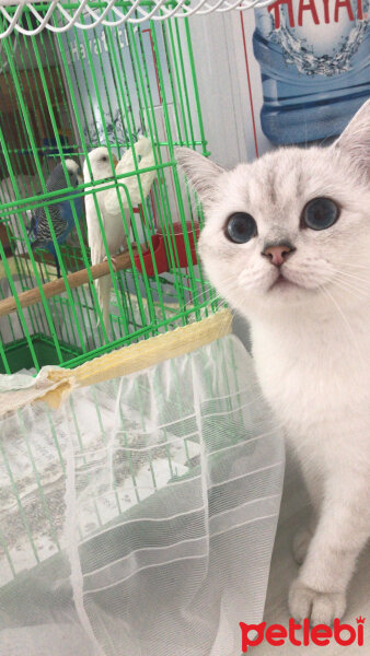 British Shorthair, Kedi  Arthur fotoğrafı