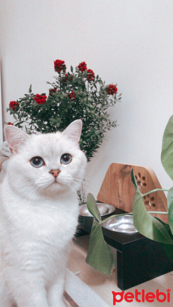 British Shorthair, Kedi  Arthur fotoğrafı