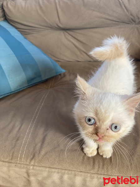 İran Kedisi (Persian), Kedi  Alice fotoğrafı