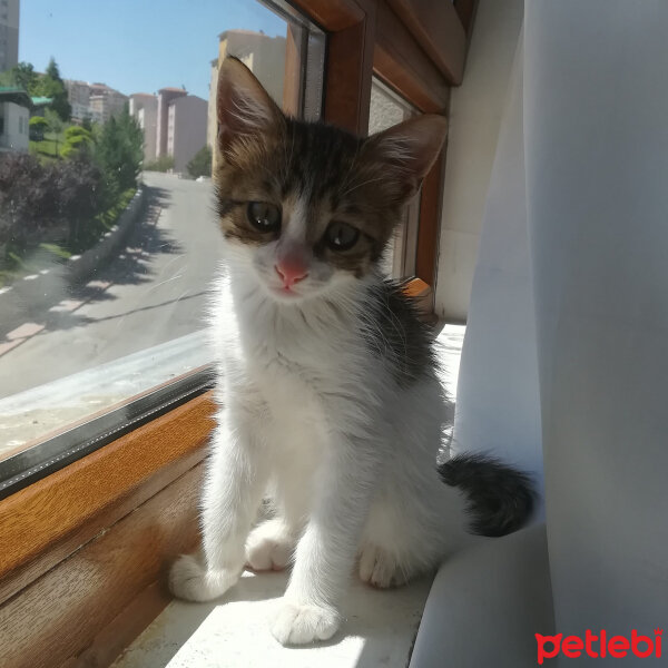 Tekir Kedi, Kedi  Fidel fotoğrafı