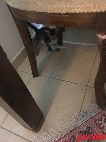 Tekir Kedi, Kedi  Boncuk ve yavruları fotoğrafı