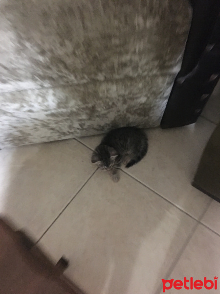 Tekir Kedi, Kedi  Boncuk ve yavruları fotoğrafı