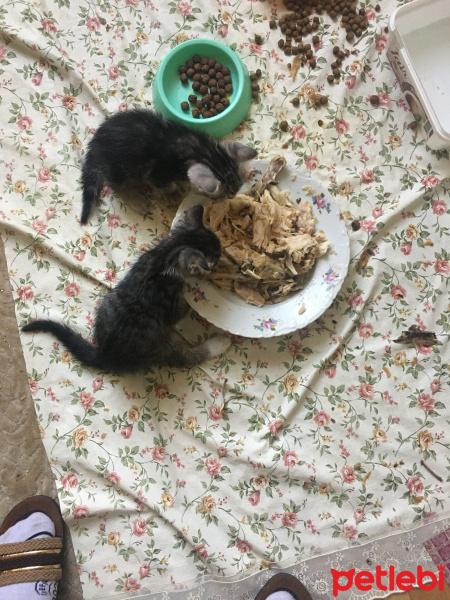 Tekir Kedi, Kedi  Boncuk ve yavruları fotoğrafı