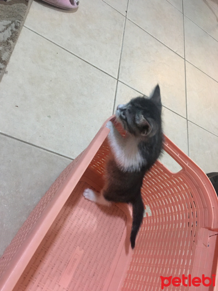 Tekir Kedi, Kedi  Boncuk ve yavruları fotoğrafı