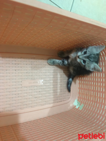 Tekir Kedi, Kedi  Boncuk ve yavruları fotoğrafı