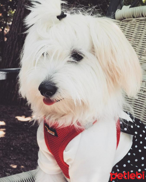 Maltese, Köpek  Latte fotoğrafı