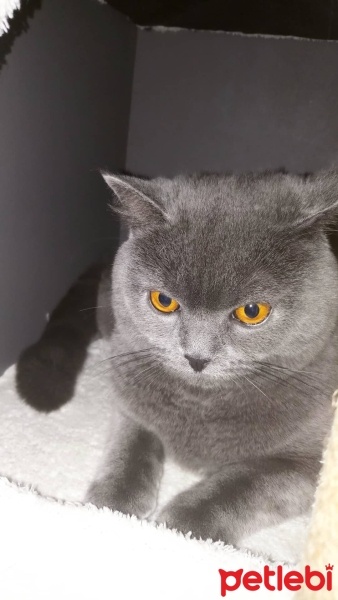British Shorthair, Kedi  Damascus fotoğrafı