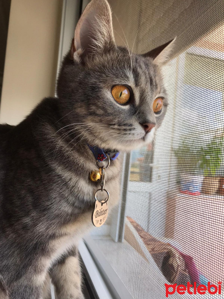 British Shorthair, Kedi  BİHTER fotoğrafı