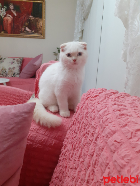 Scottish Fold, Kedi  Minnoş fotoğrafı