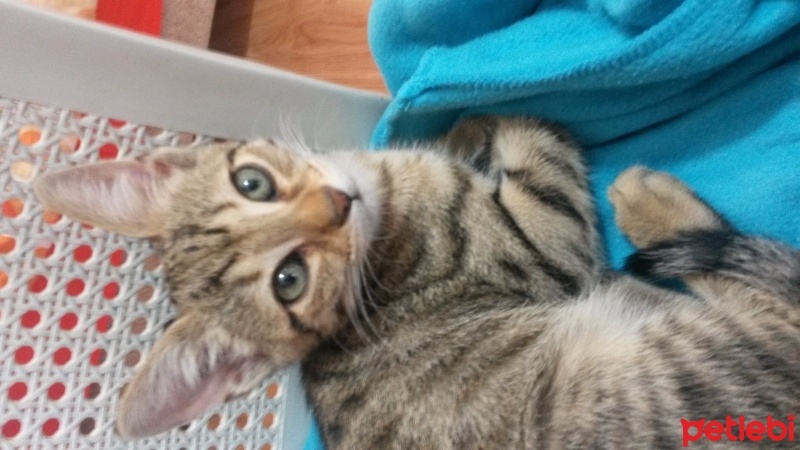 Tekir Kedi, Kedi  Boncuk göz ankara fotoğrafı