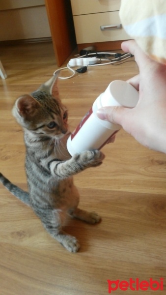Tekir Kedi, Kedi  Boncuk göz ankara fotoğrafı