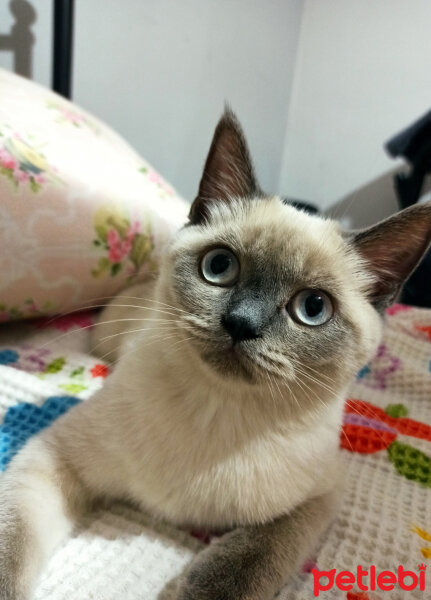 British Shorthair, Kedi  Kiddo fotoğrafı