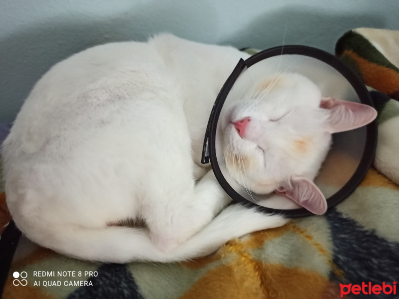 Van Kedisi, Kedi  çaki fotoğrafı