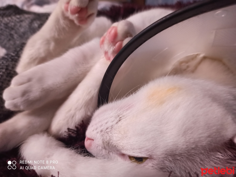 Van Kedisi, Kedi  çaki fotoğrafı