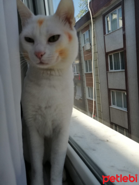 Van Kedisi, Kedi  çaki fotoğrafı