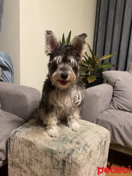 Minyatür Schnauzer, Köpek  Çakıl fotoğrafı