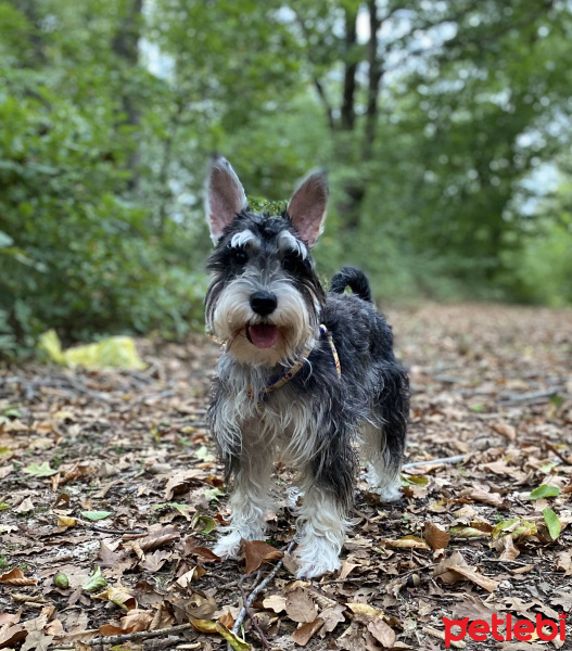 Minyatür Schnauzer, Köpek  Çakıl fotoğrafı