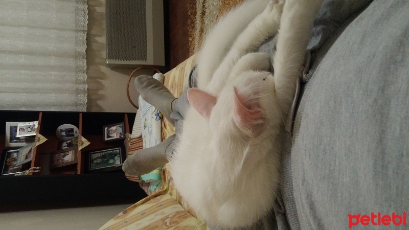 Ankara Kedisi, Kedi  Pamuk fotoğrafı