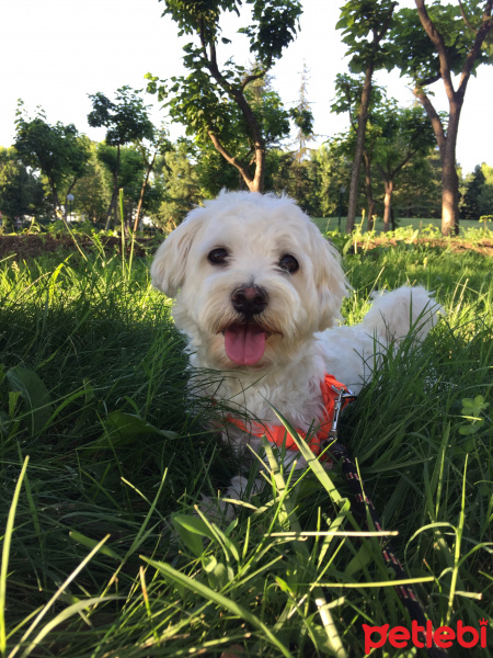 Maltese, Köpek  Bulut fotoğrafı