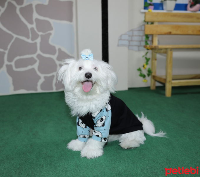 Maltese, Köpek  Bailey fotoğrafı