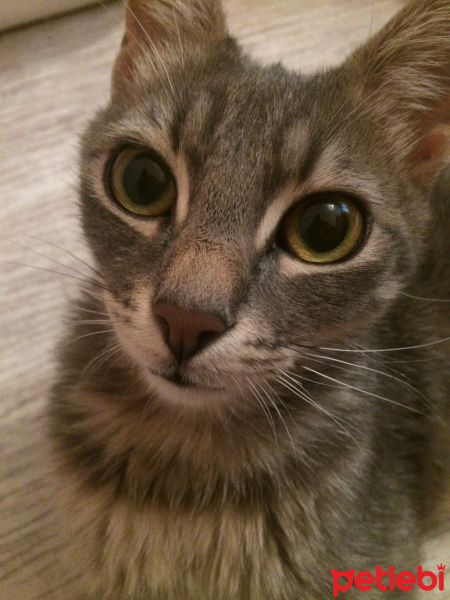 Tekir Kedi, Kedi  Kiraz fotoğrafı