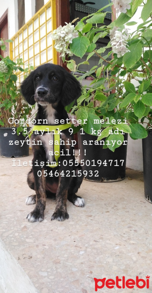 Gordon Setter, Köpek  Zeytin Webber fotoğrafı