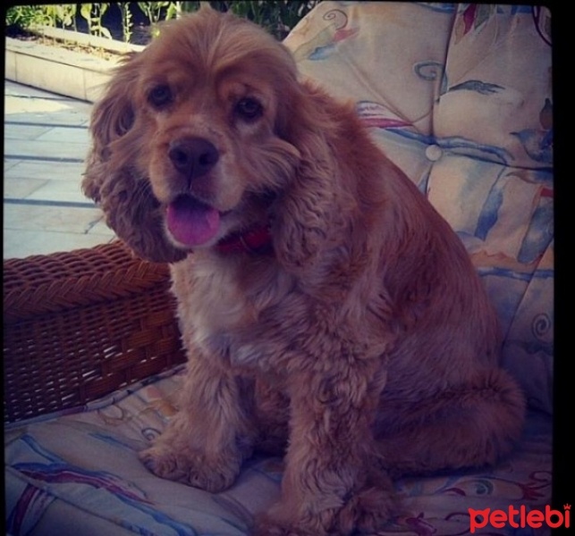 Amerikan Cocker Spaniel, Köpek  Zeus fotoğrafı