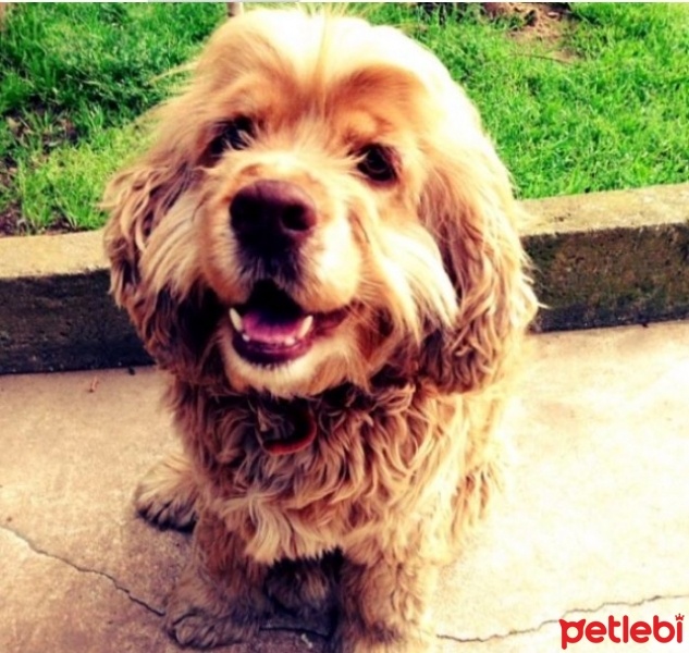 Amerikan Cocker Spaniel, Köpek  Zeus fotoğrafı