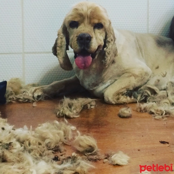 Amerikan Cocker Spaniel, Köpek  Zeus fotoğrafı