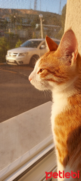 Sarman, Kedi  Pars fotoğrafı