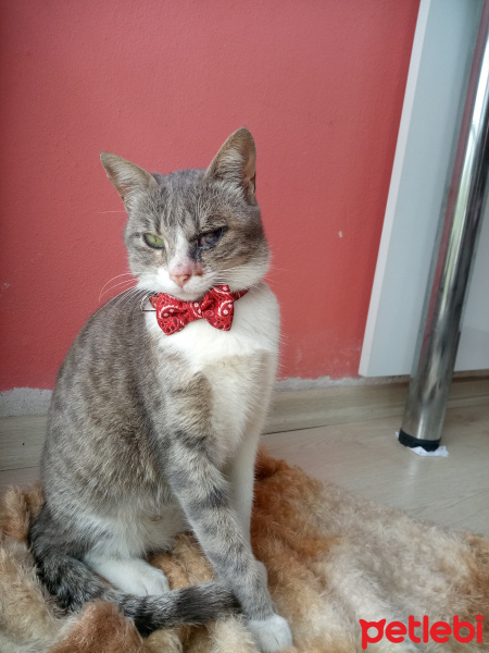 Tekir Kedi, Kedi  Minnak fotoğrafı