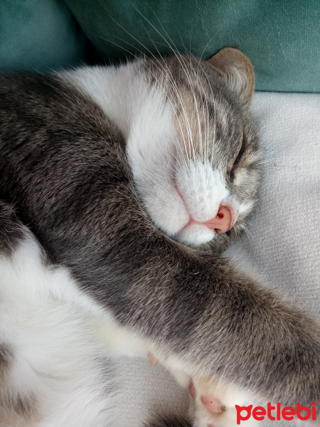 Tekir Kedi, Kedi  Minnak fotoğrafı