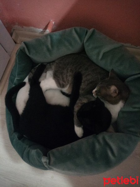 Tekir Kedi, Kedi  Minnak fotoğrafı
