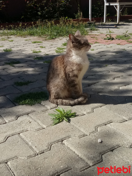 Tekir Kedi, Kedi  Minnak fotoğrafı