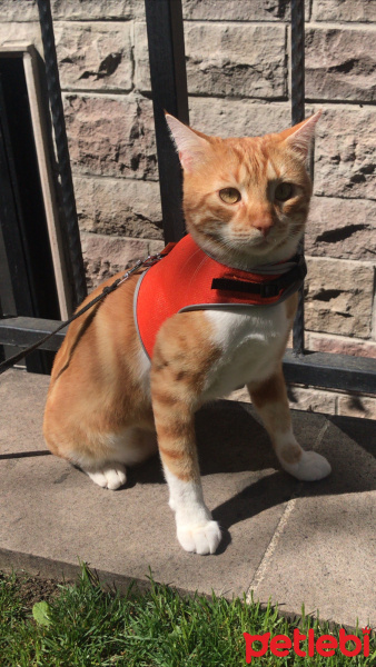 Tekir Kedi, Kedi  miu fotoğrafı