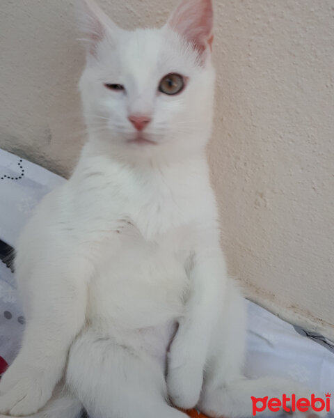 Ankara Kedisi, Kedi  Mabel fotoğrafı