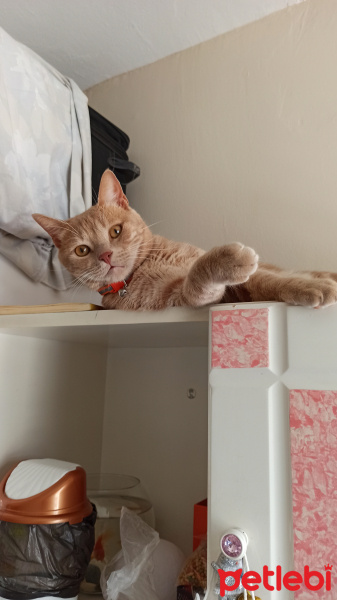 Sarman, Kedi  Alex fotoğrafı