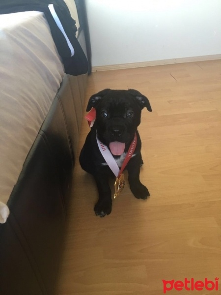 Cane Corso Italiano, Köpek  Pars fotoğrafı