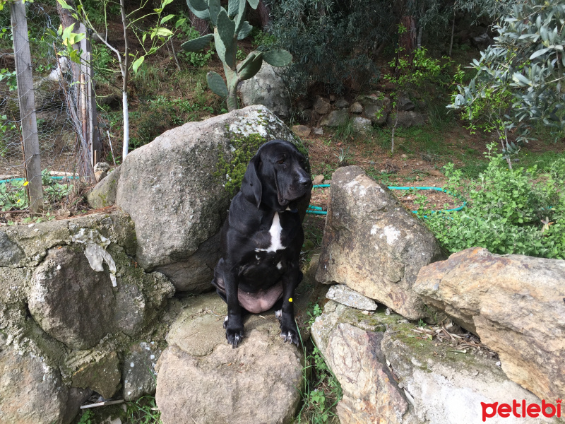 Pointer, Köpek  Zeytin fotoğrafı