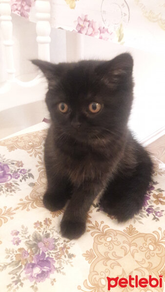 British Shorthair, Kedi  zeytin fotoğrafı