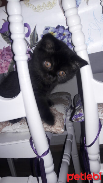 British Shorthair, Kedi  zeytin fotoğrafı