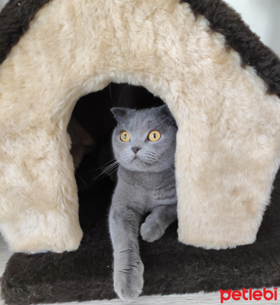 Scottish Fold, Kedi  MİA fotoğrafı